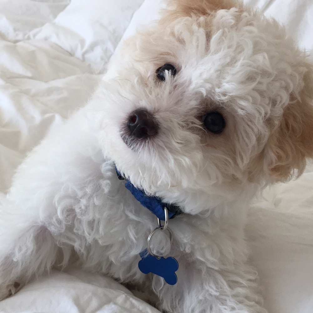 Meet your Posher, Sunny